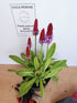 Primula orhidee - Primula vialii