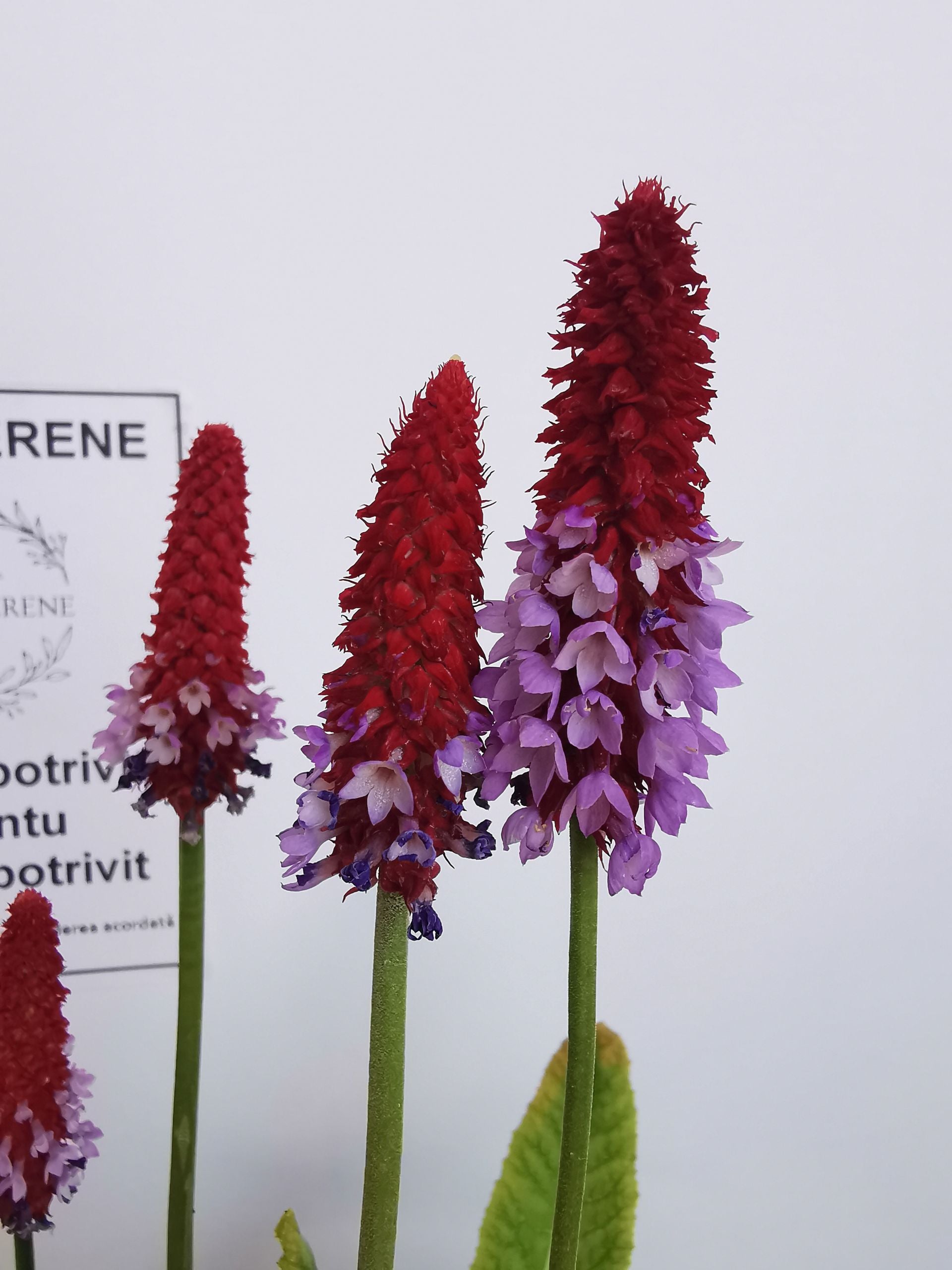 Primula orhidee - Primula vialii