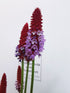 Primula orhidee - Primula vialii