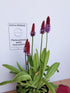 Primula orhidee - Primula vialii