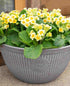 Primule - Primula veris 'Little Queen Lime'