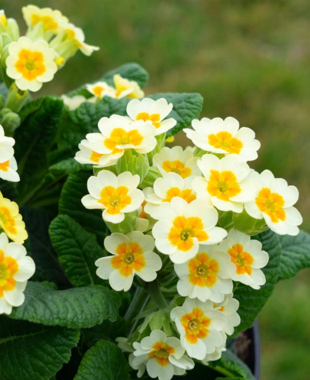 Primule - Primula veris 'Little Queen Lime'