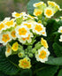Primule - Primula veris 'Little Queen Lime'