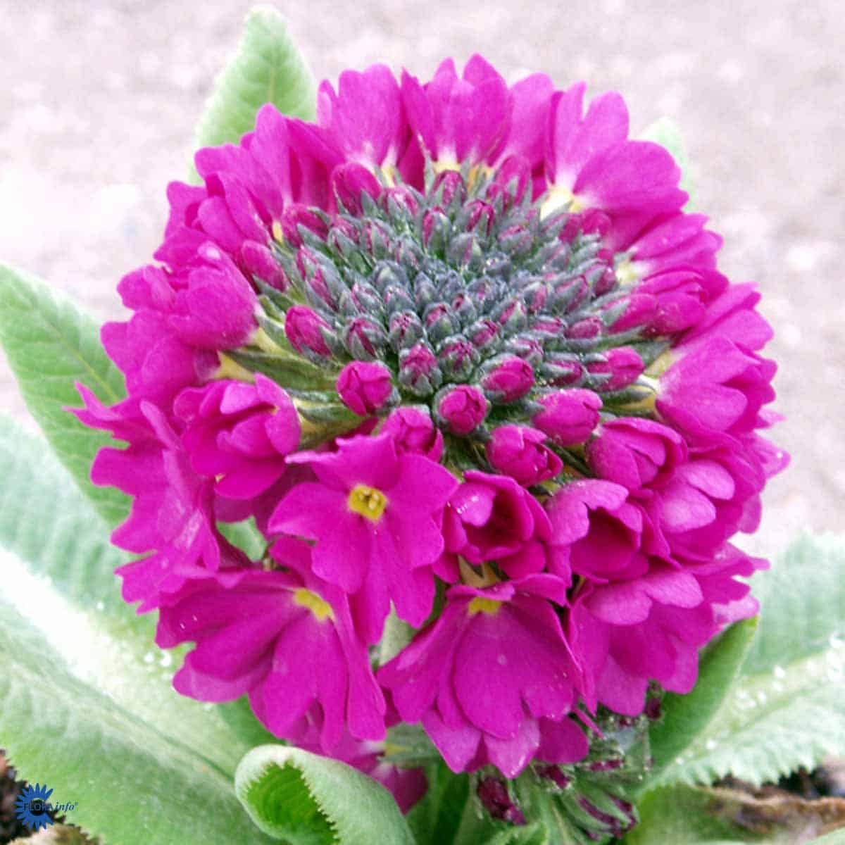 Primule - Primula denticulata 'Rubin' - DocaPerene