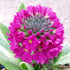 Primule - Primula denticulata 'Rubin' - DocaPerene