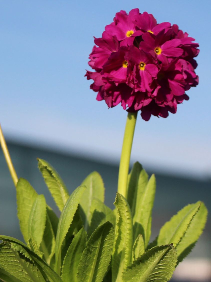 Primule - Primula denticulata 'Rubin' - DocaPerene