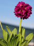 Primule - Primula denticulata 'Rubin' - DocaPerene