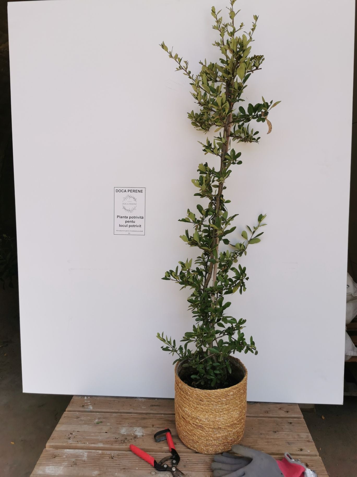 Cătină Ornamentală cu Bobițe Roșii - Pyracantha Coccinea 'Red Column'