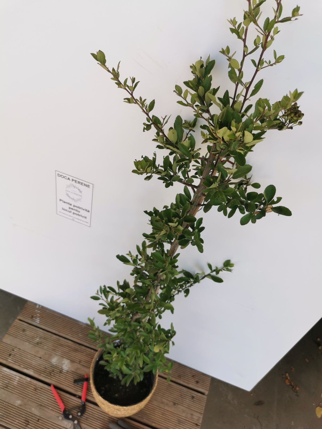 Cătină Ornamentală cu Bobițe Roșii - Pyracantha Coccinea 'Red Column'