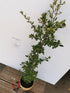Cătină Ornamentală cu Bobițe Roșii - Pyracantha Coccinea 'Red Column'