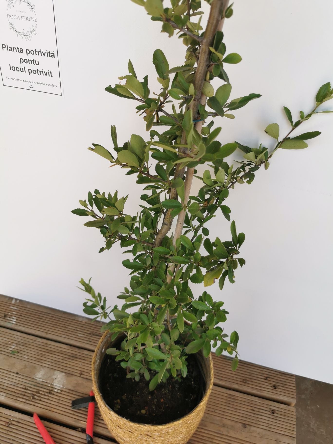 Cătină Ornamentală cu Bobițe Roșii - Pyracantha Coccinea 'Red Column'