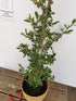 Cătină Ornamentală cu Bobițe Roșii - Pyracantha Coccinea 'Red Column'