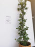 Cătină Ornamentală cu Bobițe Roșii - Pyracantha Coccinea 'Red Column'