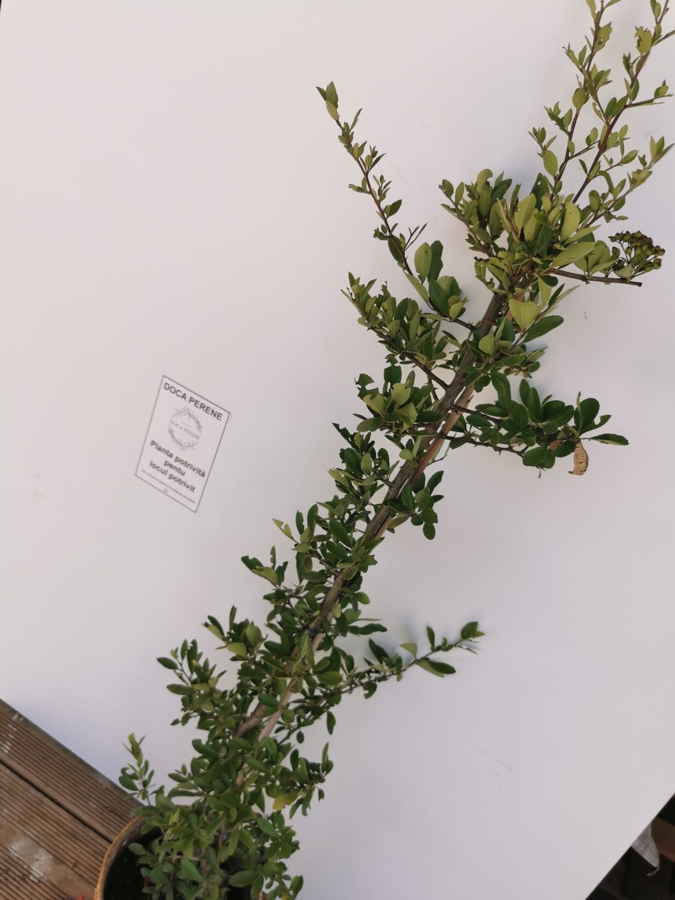 Cătină Ornamentală cu Bobițe Roșii - Pyracantha Coccinea 'Red Column'