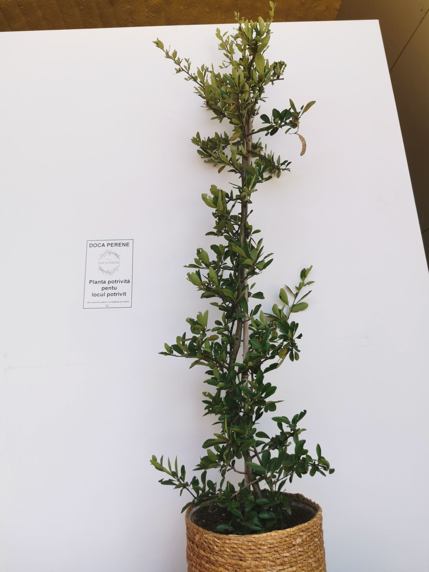 Cătină Ornamentală cu Bobițe Roșii - Pyracantha Coccinea 'Red Column'