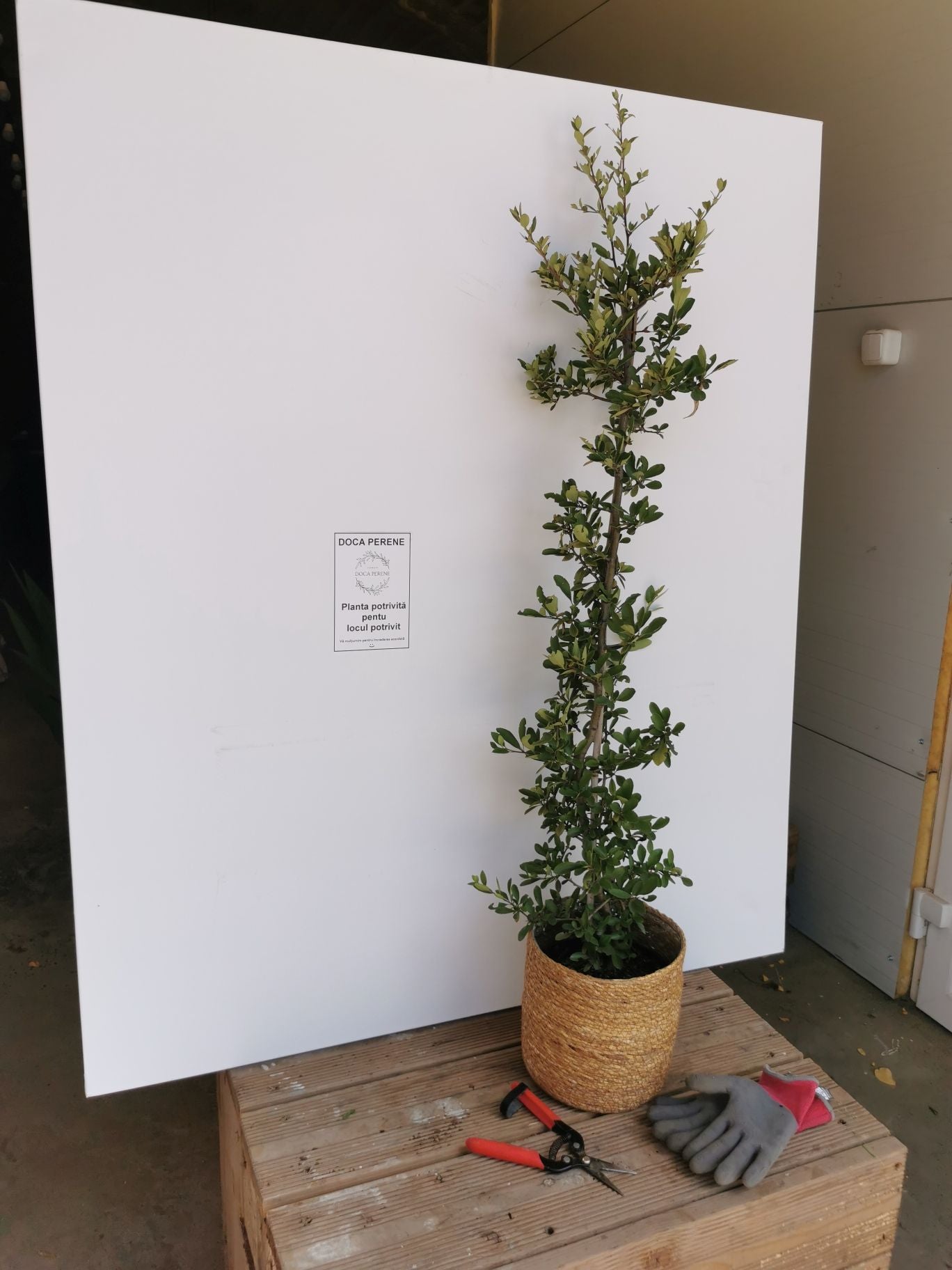 Cătină Ornamentală cu Bobițe Roșii - Pyracantha Coccinea 'Red Column'