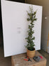 Cătină Ornamentală cu Bobițe Roșii - Pyracantha Coccinea 'Red Column'