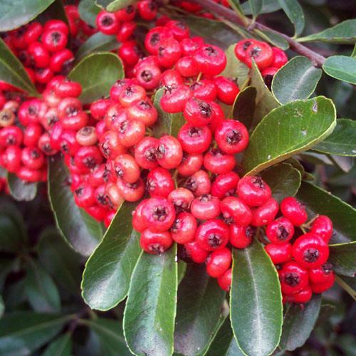 Cătină ornamentală cu bobițe roși - Pyracantha coccinea 'Red Column'