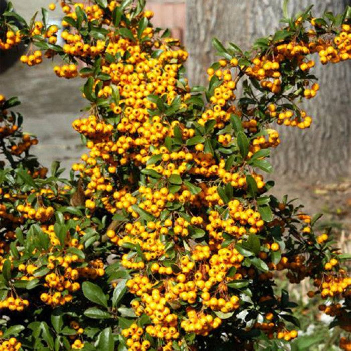 Cătină ornamentală cu bobițe galbene - Pyracantha 'Soleil d'Or'