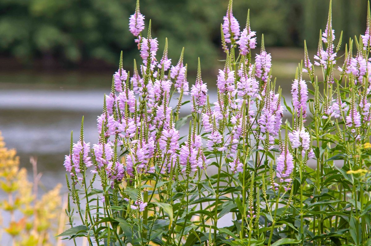 Răchițica - Physostegia virginiana Crystal Peak Rose - DocaPerene