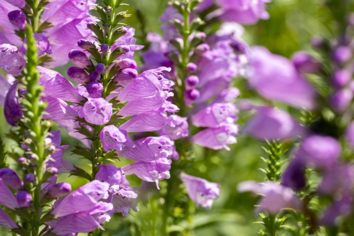 Răchițica - Physostegia virginiana Crystal Peak Rose - DocaPerene