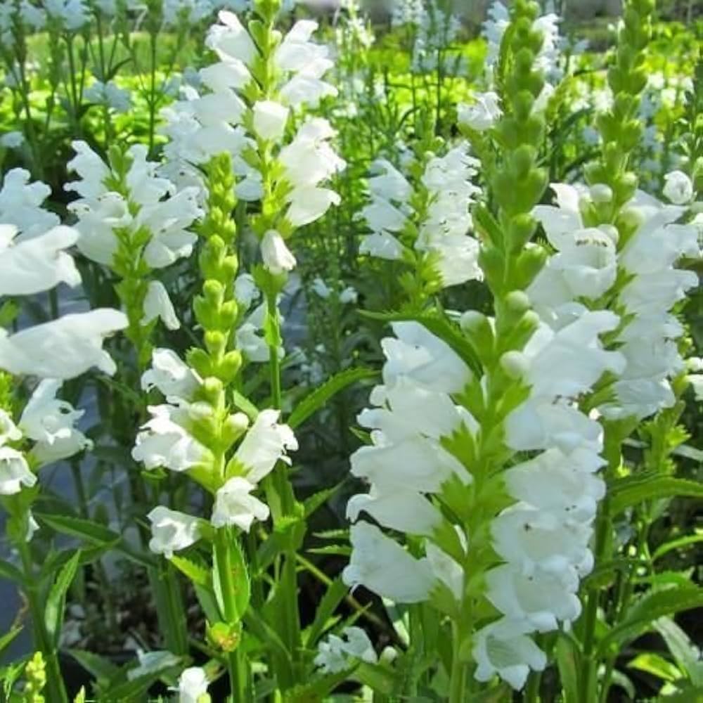 Răchițica - Physostegia virginiana Crystal Peak White - DocaPerene