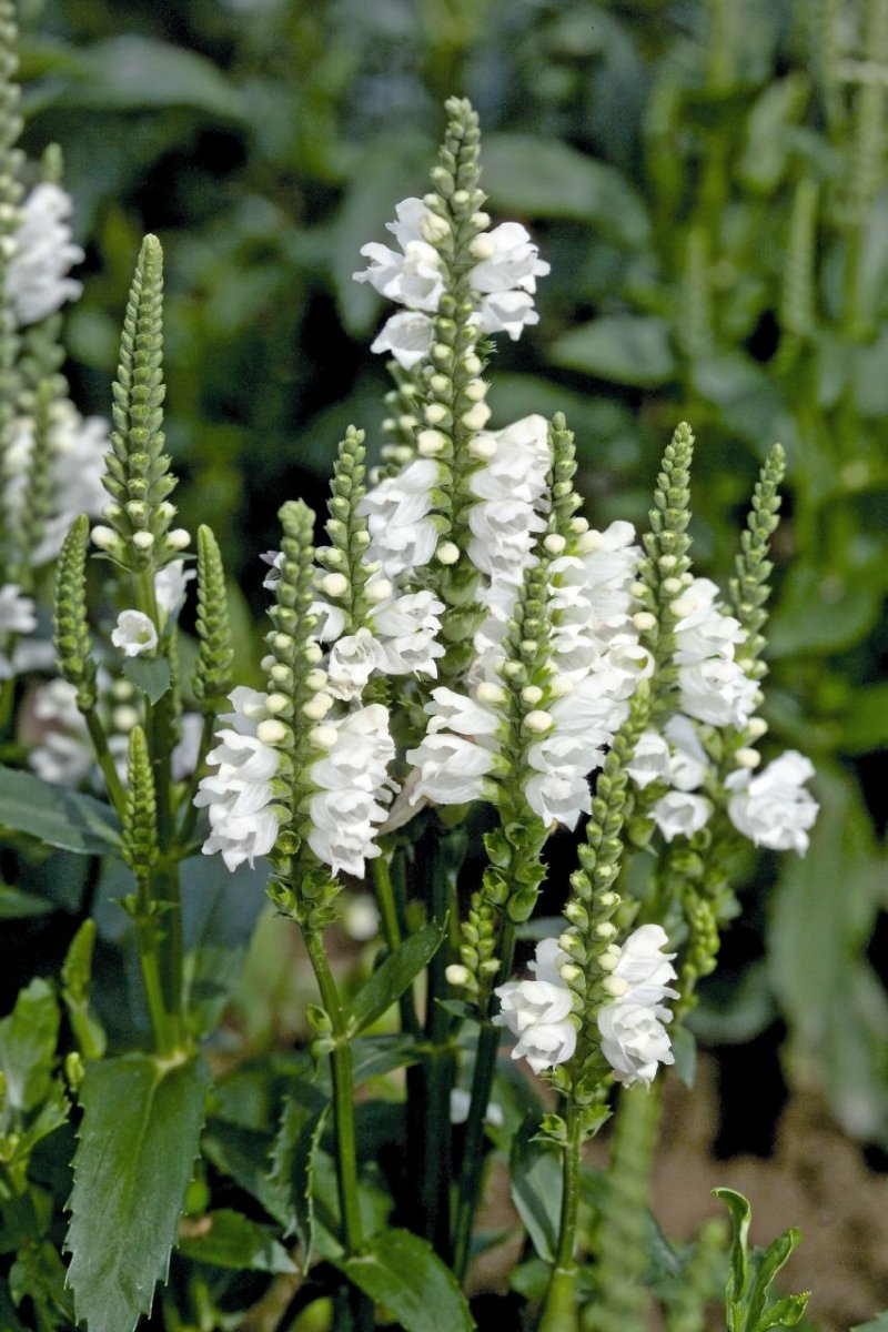 Răchițica - Physostegia virginiana Crystal Peak White - DocaPerene