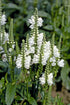 Răchițica - Physostegia virginiana Crystal Peak White - DocaPerene