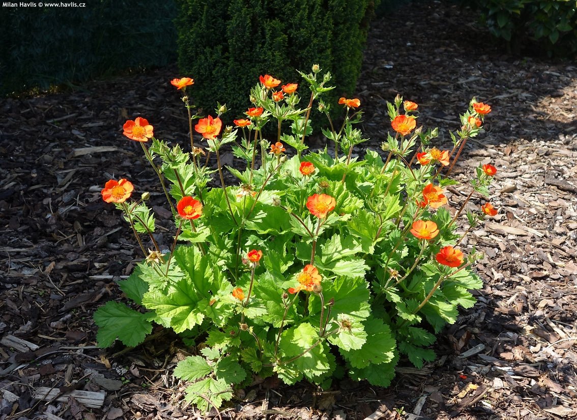 Rădăcină de ghimbir - Geum coccineum Tosai Orange - DocaPerene