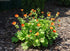 Rădăcină de ghimbir - Geum coccineum Tosai Orange - DocaPerene