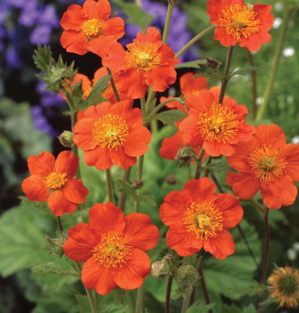 Rădăcină de ghimbir - Geum coccineum Tosai Orange - DocaPerene
