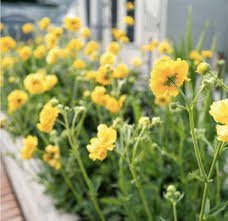 Rădăcină de ghimbir - Geum coccineum Tosai Yellow - DocaPerene