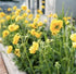 Rădăcină de ghimbir - Geum coccineum Tosai Yellow - DocaPerene