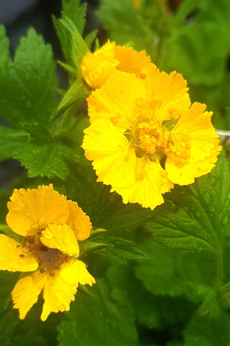 Rădăcină de ghimbir - Geum coccineum Tosai Yellow - DocaPerene