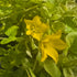 Drete - Lysimachia nummularia 'Goldilocks'