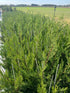 Gard viu Chiparos Leyland - Cupressocyparis Leylandii