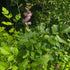 Astilbe Chinensis Pumila