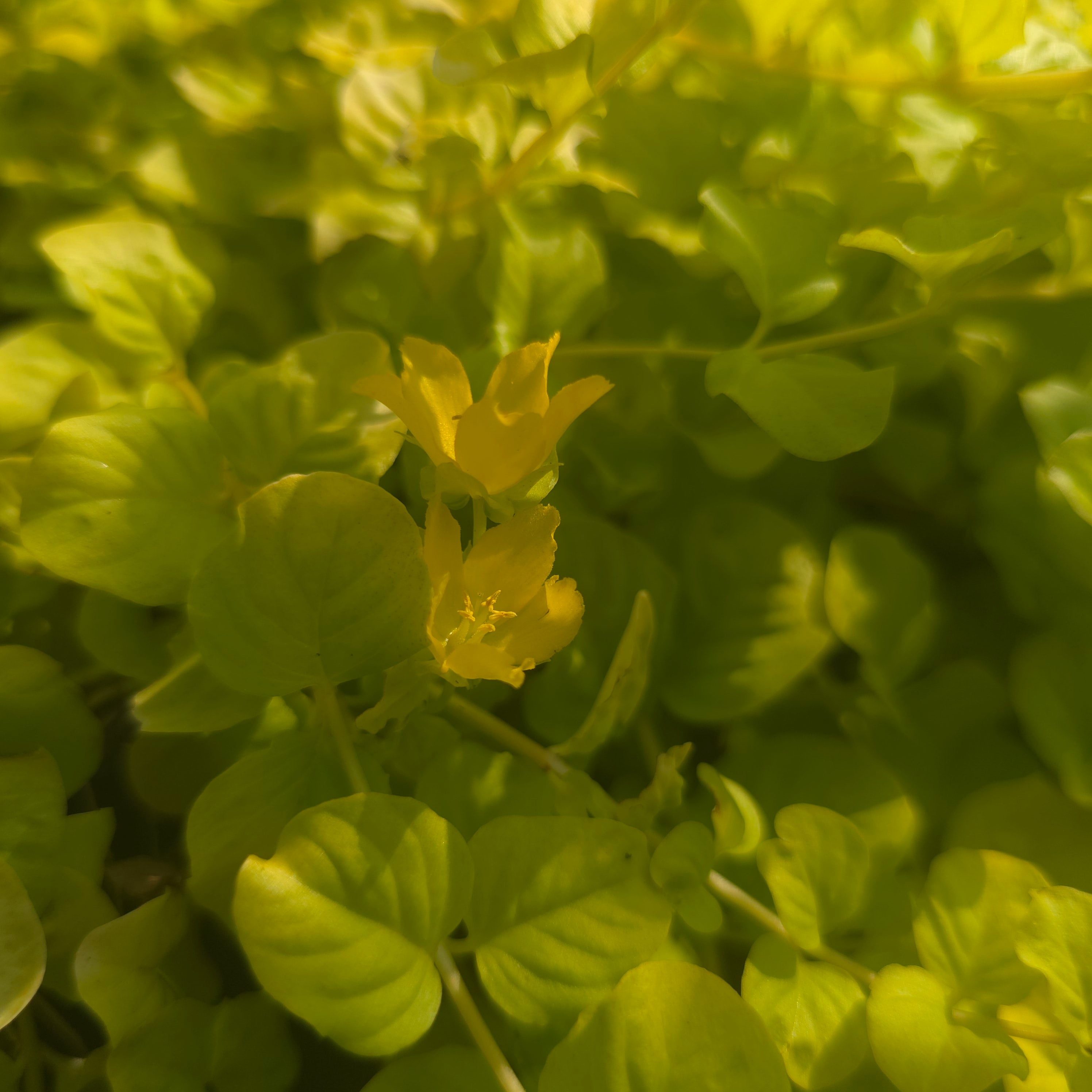Drete - Lysimachia nummularia 'Goldilocks'
