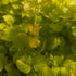 Drete - Lysimachia nummularia 'Goldilocks'