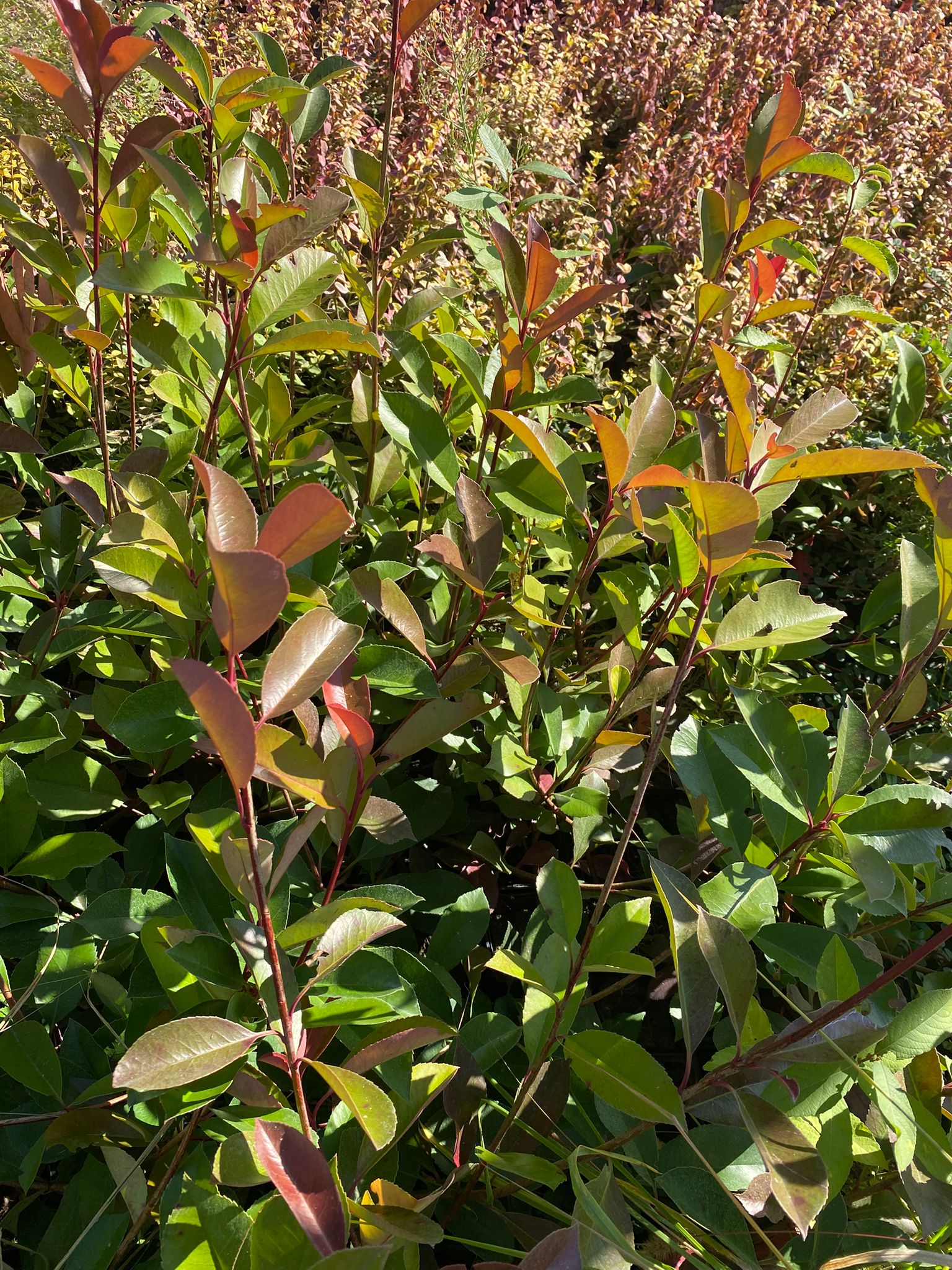 Fotinia - Photina fraseri 'Red Robin' (50-70cm înălțime la livrare)