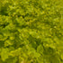 Drete - Lysimachia nummularia 'Goldilocks'