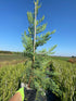 Gard viu Chiparos Leyland - Cupressocyparis Leylandii