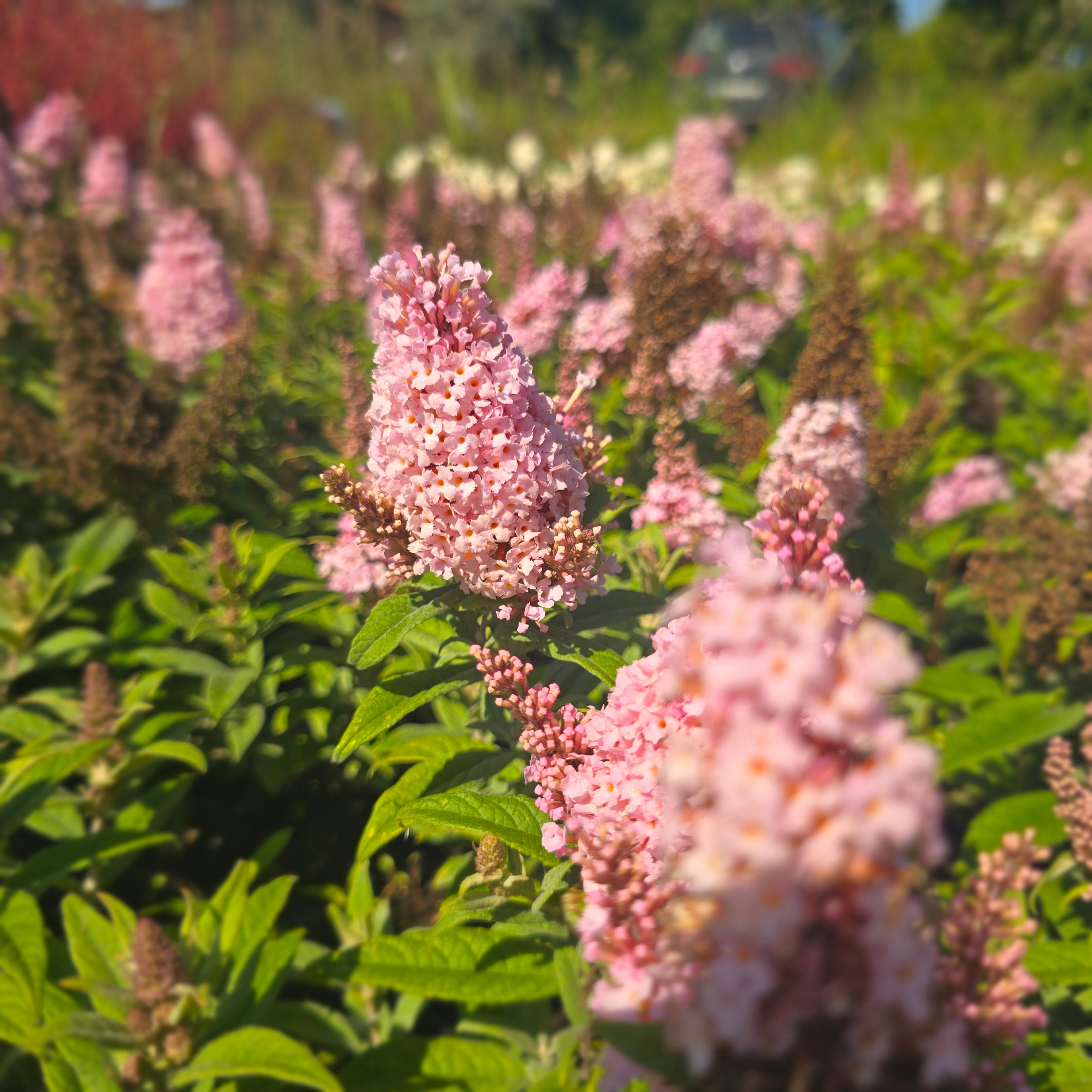 Liliac de vară pitic - Buddleja davidii Little Rockstars Pink