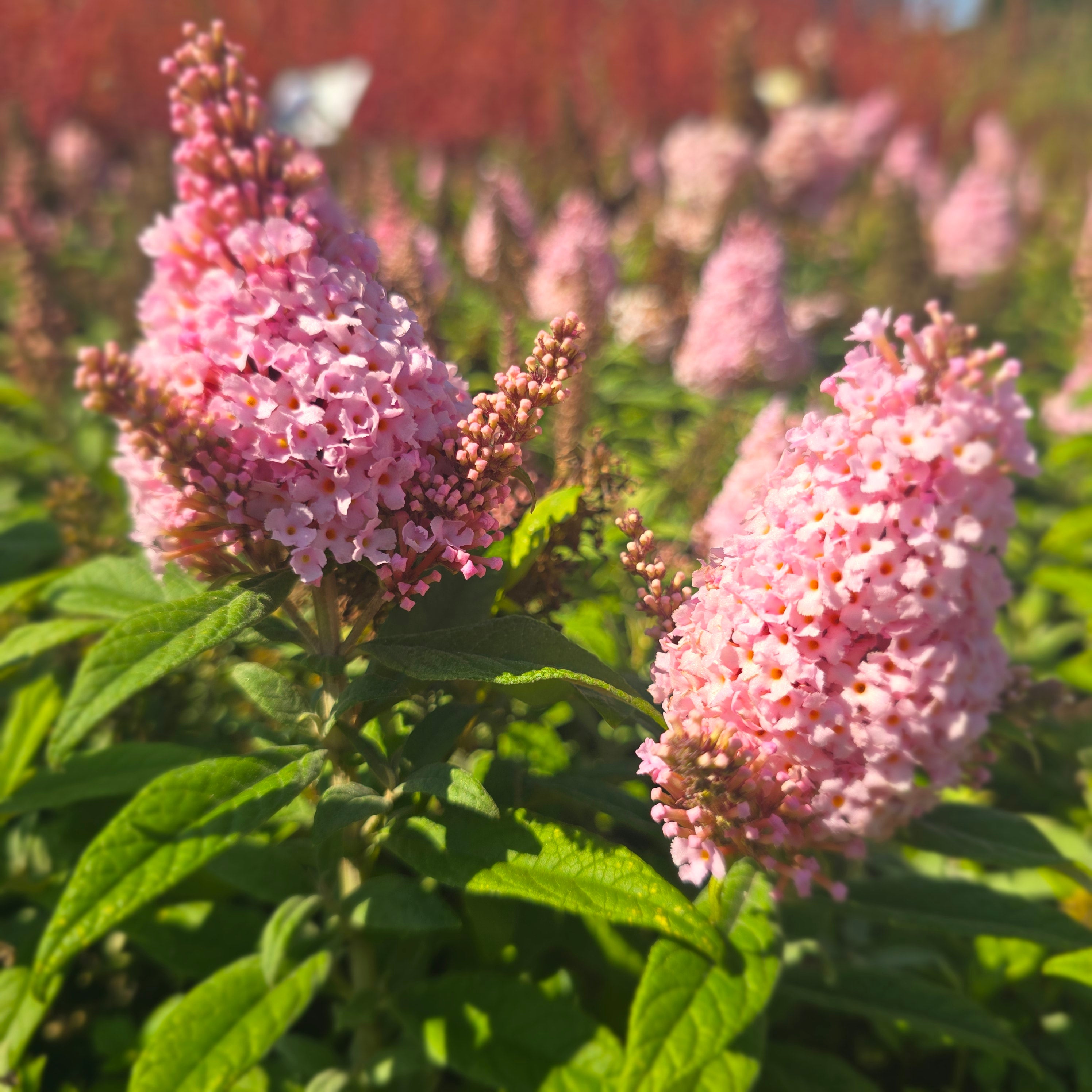 Liliac de vară pitic - Buddleja davidii Little Rockstars Pink