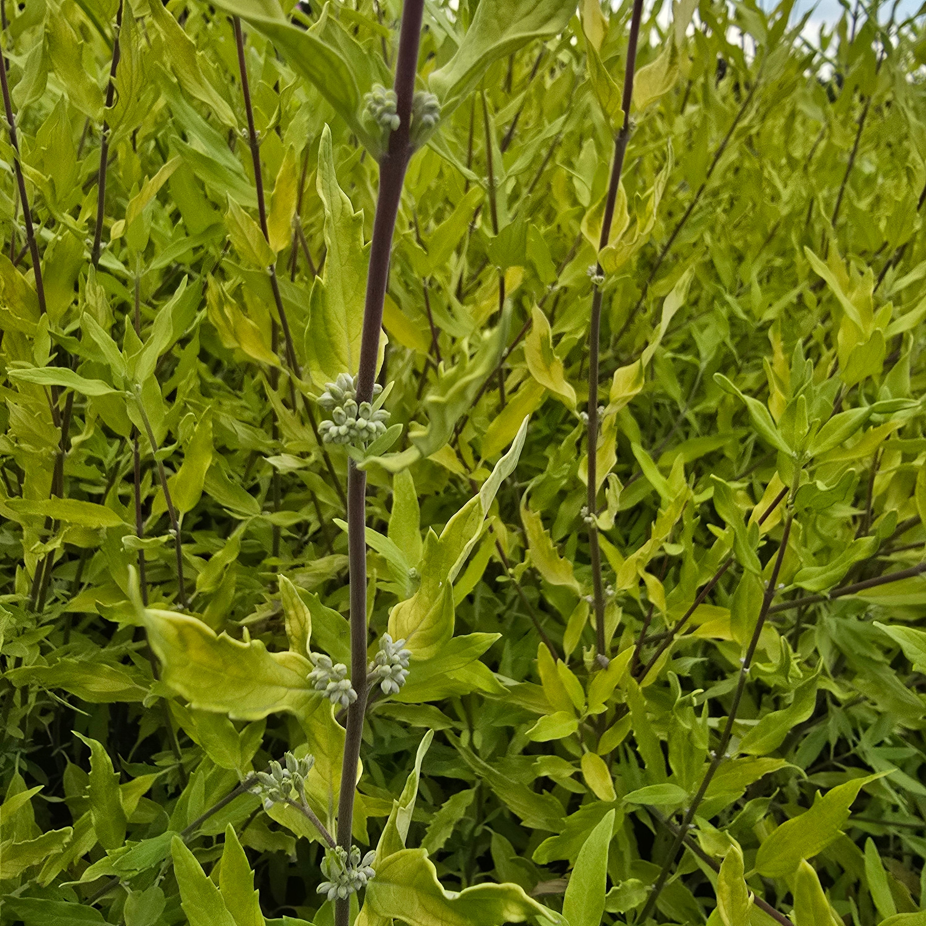 Barba Albastră Aurie - Caryopteris x Clandonensis 'Worcester Gold'