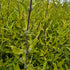 Barba Albastră Aurie - Caryopteris x Clandonensis 'Worcester Gold'
