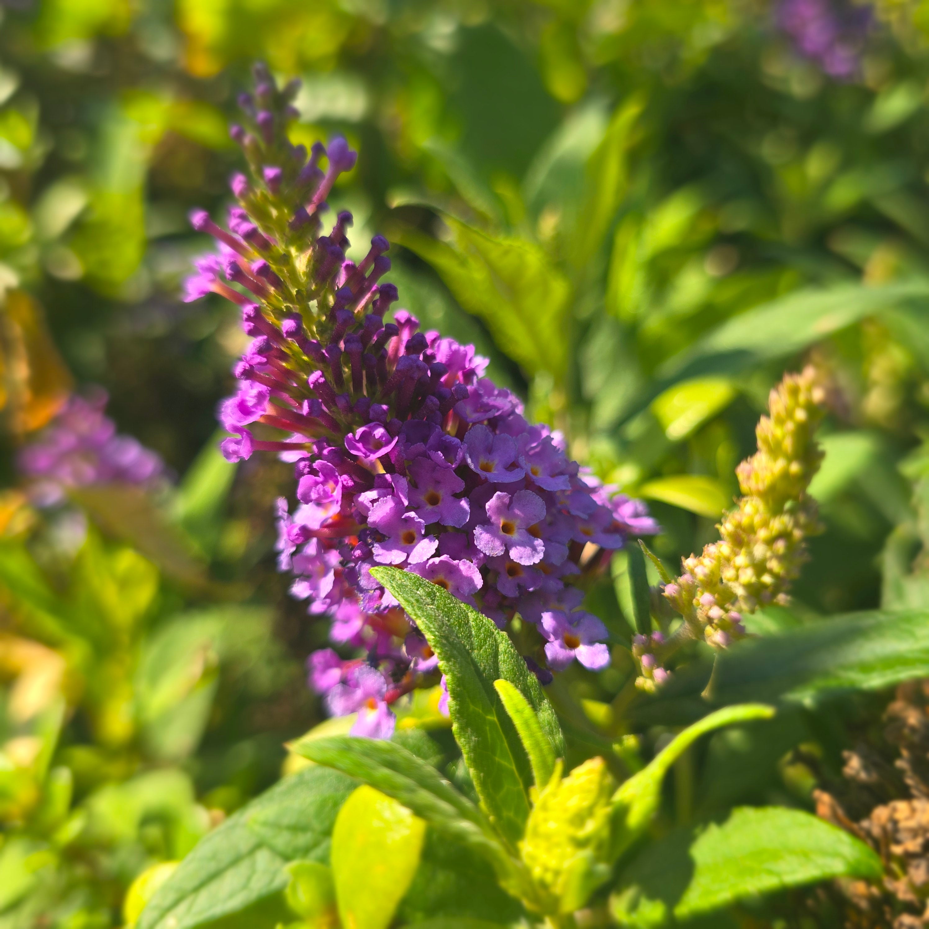 Liliac de vară pitic - Buddleja davidii Little Rockstars Blue