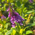 Liliac de vară pitic - Buddleja davidii Little Rockstars Blue