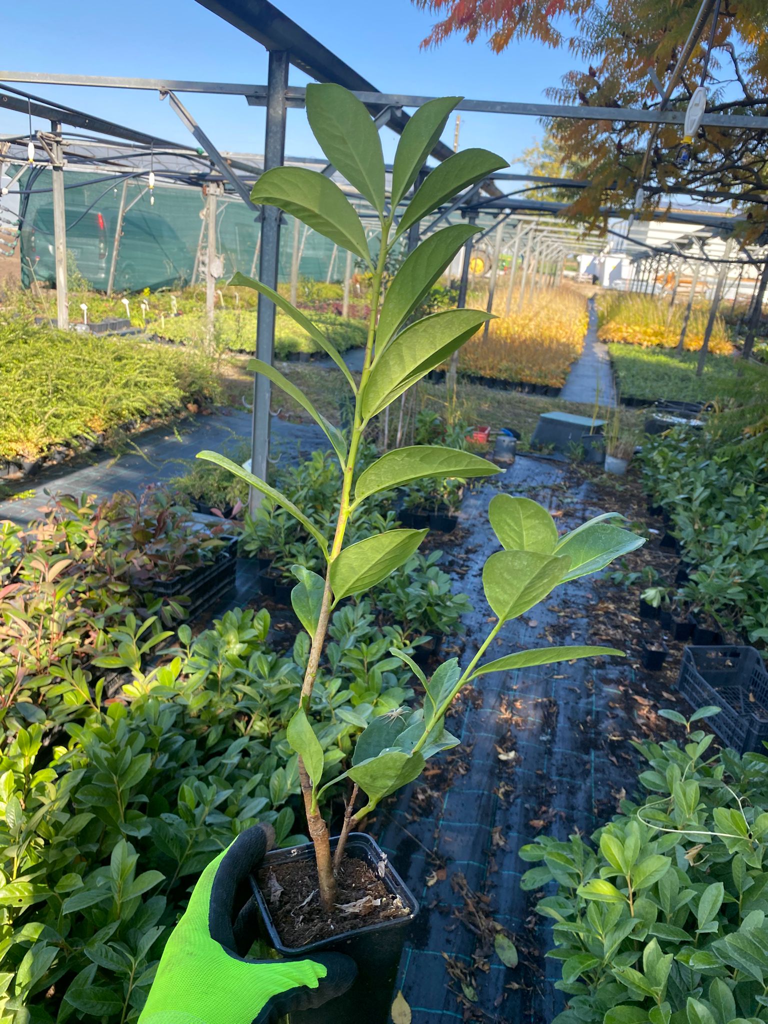 Gard viu Laur Englezesc - Prunus Laurocerasus 'Novita' (30-40cm înălțime la livrare)