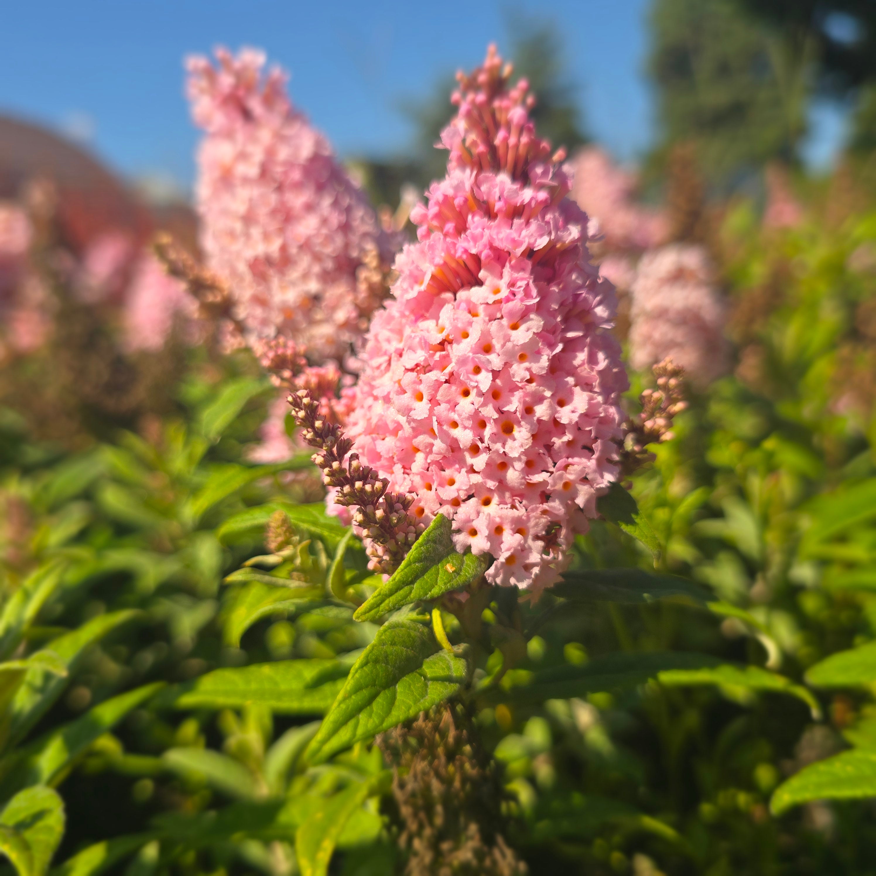 Liliac de vară pitic - Buddleja davidii Little Rockstars Pink
